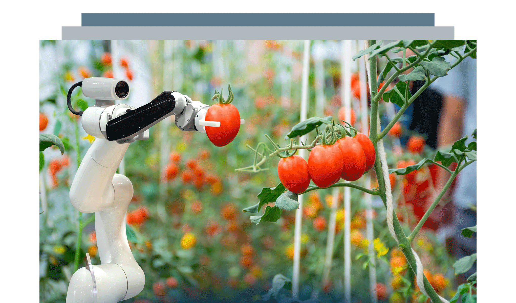 L'innovazione digitale nell'agroalimentare: a che punto siamo? (2023)