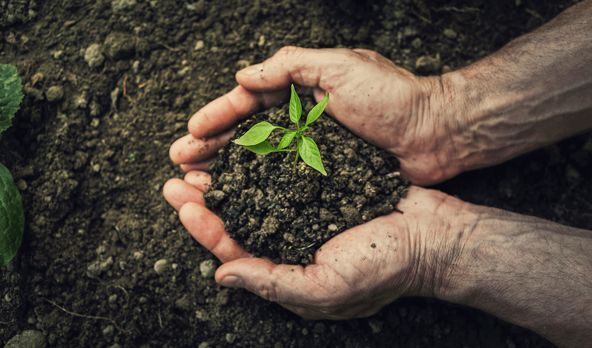 L’80% delle aziende alimentari riutilizza o valorizza gli scarti